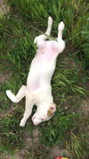 Wilbur