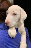 Wilbur