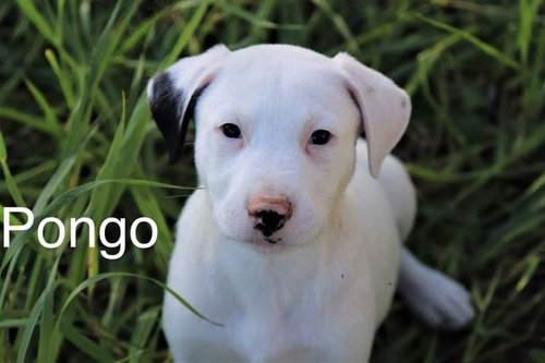 Pongo