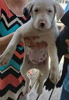 Pongo