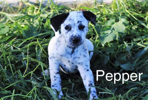 Pepper