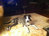 Dixie