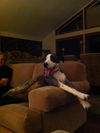 Dixie