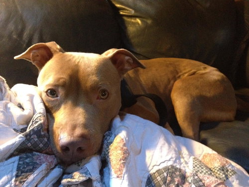 Lulu