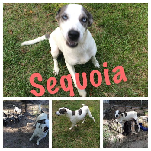 Sequoia
