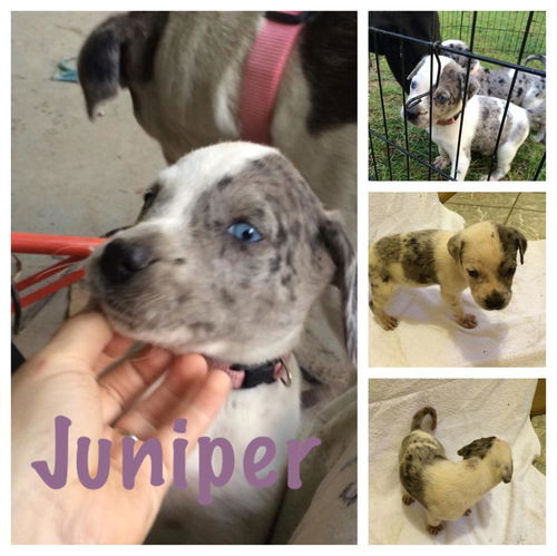Juniper