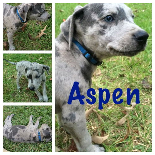 Aspen