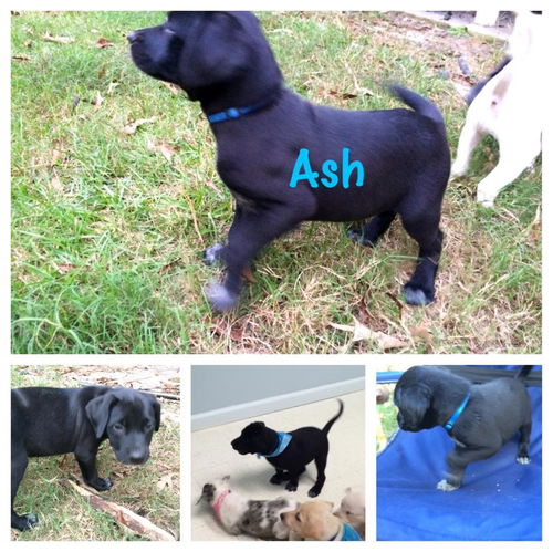 Ash