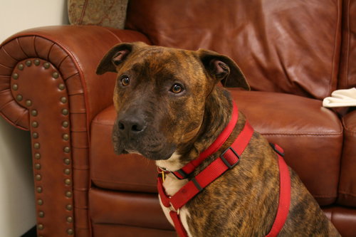 Buster