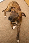 Buster