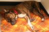 Buster