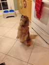 Snickerdoodle