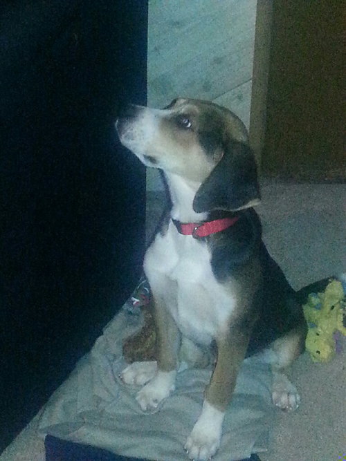 Boone