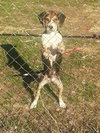 Boone