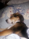 Boone