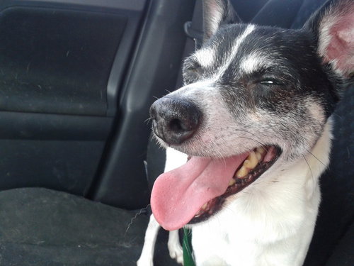Sparky!