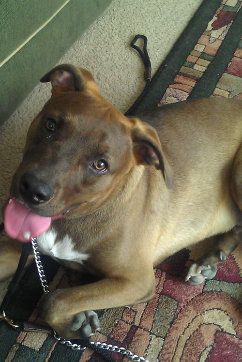 Brody
