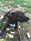 Brody