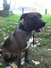 Brody