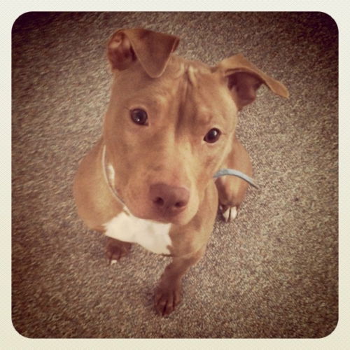 Dolly