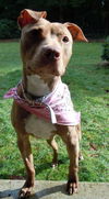 Dolly