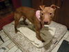 Dolly