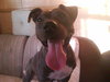 Stella