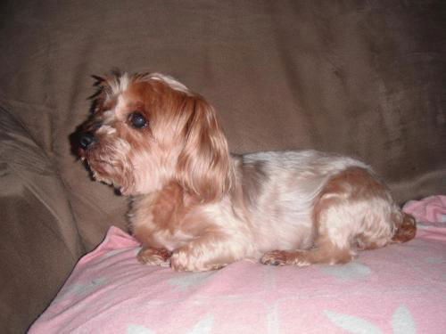 Hollie