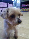 Hollie