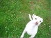 Snoopy