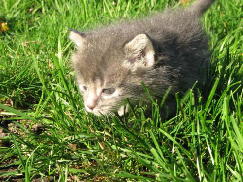 Andi - Adopted