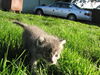 Andi - Adopted