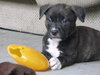 Sprocket