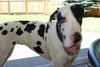 Molly
