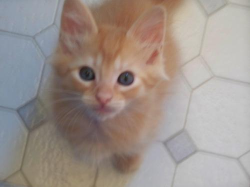 Simba