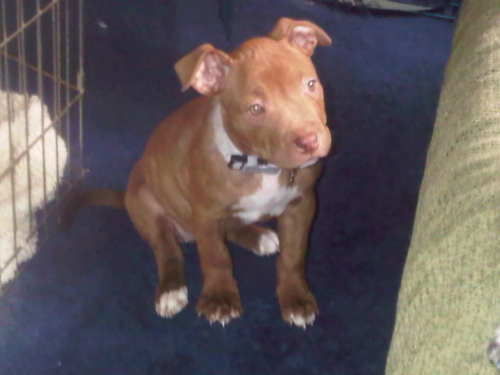 Livia