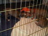 Livia