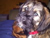 Buddy