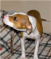 Pops