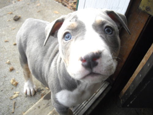 Angus