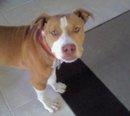 Jasper