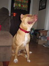 Brock