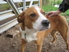 Maisy