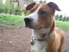 Maisy