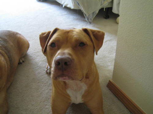 Junior