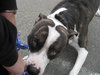 Sarge