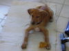 Milou