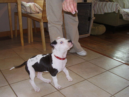 Cooper