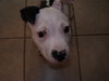 Cooper