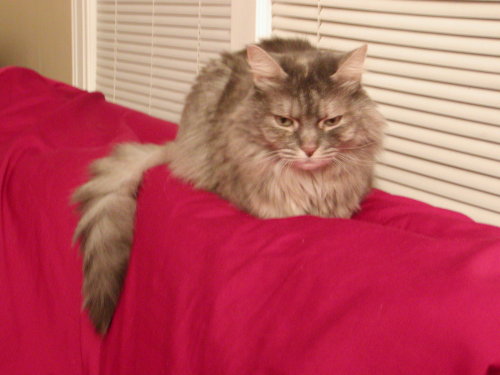 Sitka
